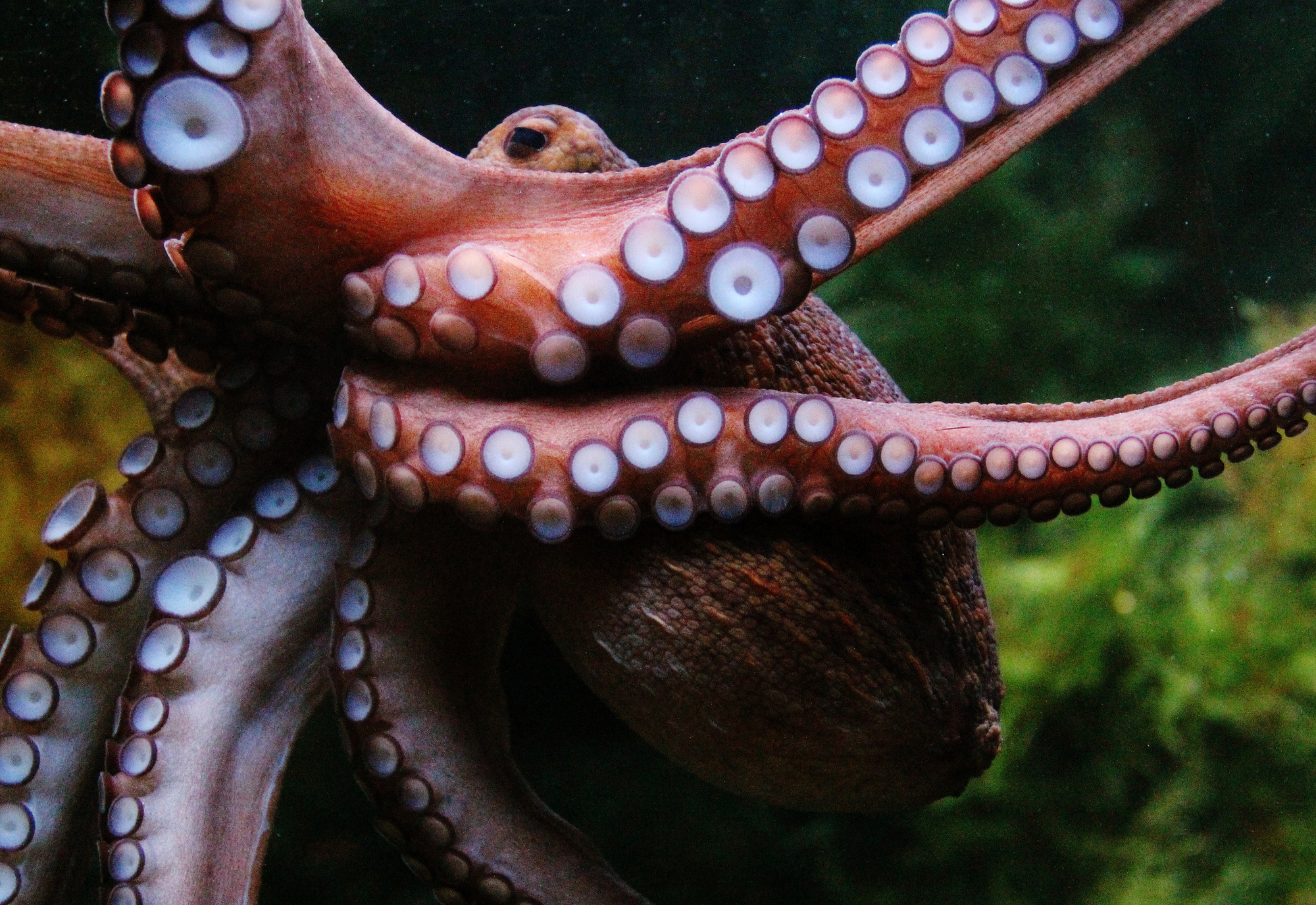 Octopus can be playful, curious, and smart, but they can also change their skin colors several times per hour.
According to studies, they've been known to change color as much as 177 times in 60 minutes, which is probably why the Greeks loved to create myths around them.