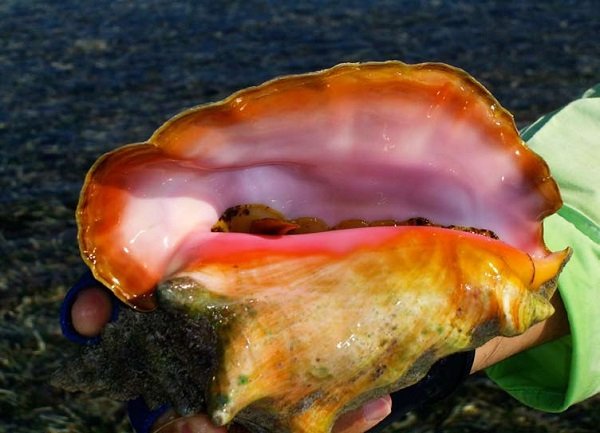 Queen Conch.
Over fishing has been seriously threatening the existence of the queen conch, which is why its import has been banned from the U.S.A. since 2003.