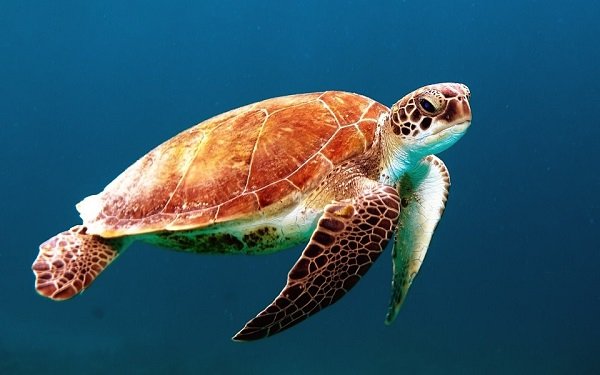 Sea Turtles.
These endangered sea creatures a banned from being imported into the states as a food item or otherwise in an attempt to keep them from going extinct.