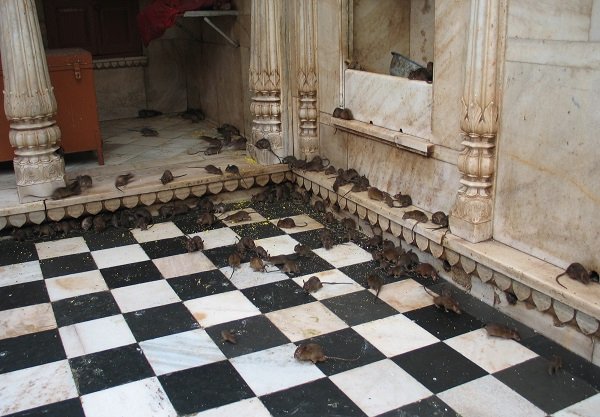 Karni Mata Temple.
Deshnoke, India is home to the Temple of Rats. There are approximately 20,000 rats that run all over the place. This temple is equipped with custom holes and panels for them to run around in.