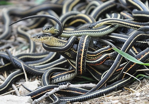 Narcisse Snake Dens.
Manitoba is home to the Narcisse Snake Dens, in which more than 50,000 garter snakes come together to form massive “mating balls.”