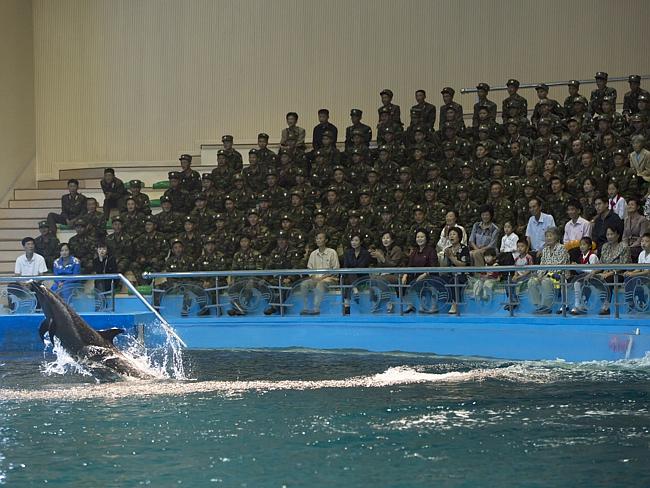 The government allows photos of the animals performing, but not the crowd watching. Maybe because soldiers make up the whole audience.