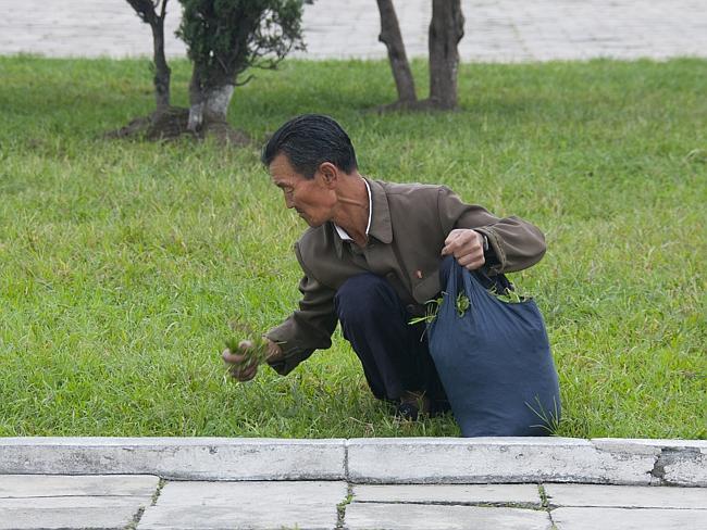 People pick grass from the park for food and North Korea hates that image.