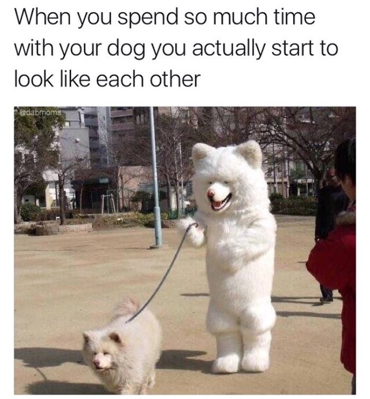 memes - dog walking a dog - When you spend so much time with your dog you actually start to look each other adabmoms