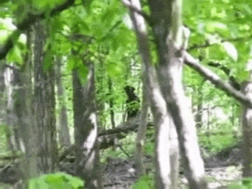 If I saw something like this, I’d never go into the woods again. This is a video from a dude named James Jones from Tennessee who was out scouting locations for an indie horror film he was making. Then he saw this figure, that looks like it’s wearing a Colonial uniform, just standing in the woods, watching.