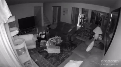 Normally, if you’re out of the house, and you come home to find a plant’s been knocked over, you’re gonna blame your cats. In most cases, you wouldn’t be wrong, because that’s their thing… they’re shit disturbers. Except the plant in this case is a 9 pounder and the video clearly shows the cats weren’t anywhere near it.