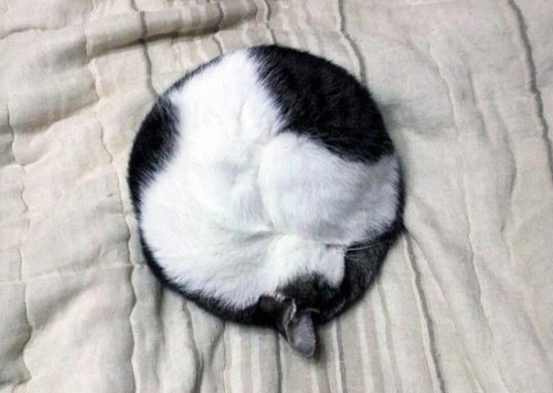 perfect circle cat