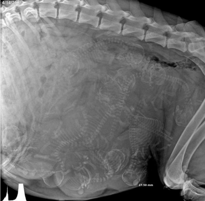 This x-ray image of a very pregnant dog.