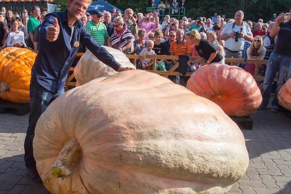 World’s Heaviest Pumpkin.
The lopsided Pumpkin holds the record as being the heaviest in the world – a staggering 2,323 pounds. A Belgian man by the name of Mathias Willemijns is credited with growing the massive squash.