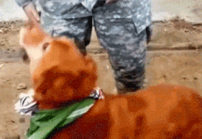 Dogs greeting soldiers coming home will melt the toughest of hearts