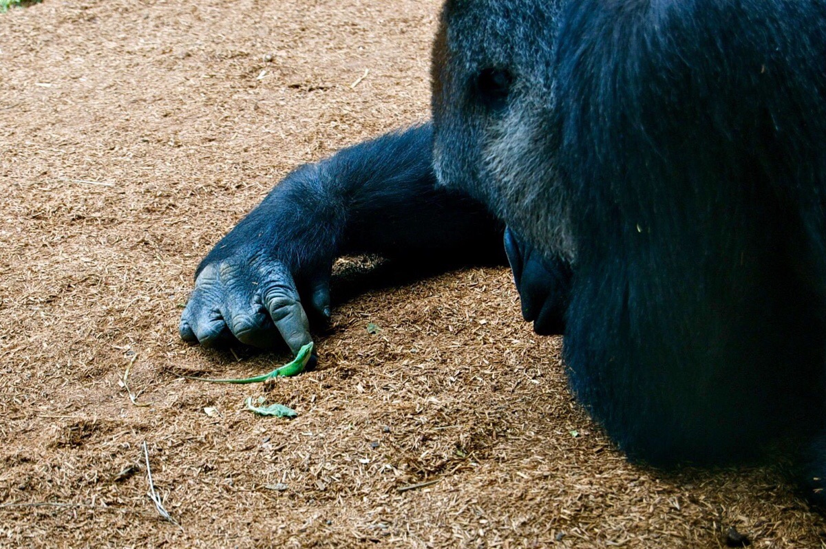 Gorilla and Lizard