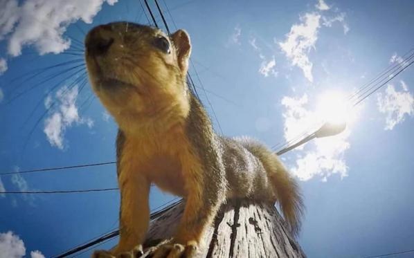 One high school student was so worried about a squirrel that she decided to call the cops.
"My mom works as a 911 operator. She got a call one time from a girl in gym class at the local high school. She was in a panic and completely serious saying there was a squirrel on top of a telephone pole at the school and it wasn't coming down."