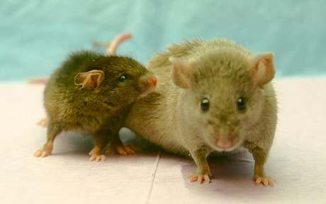 Yoda, the world’s oldest mouse, was just over 4 years old, the equivalent of about 136 in human years, and lived in quiet seclusion with his cage mate, Princess Leia, in a pathogen-free rest home for geriatric mice.