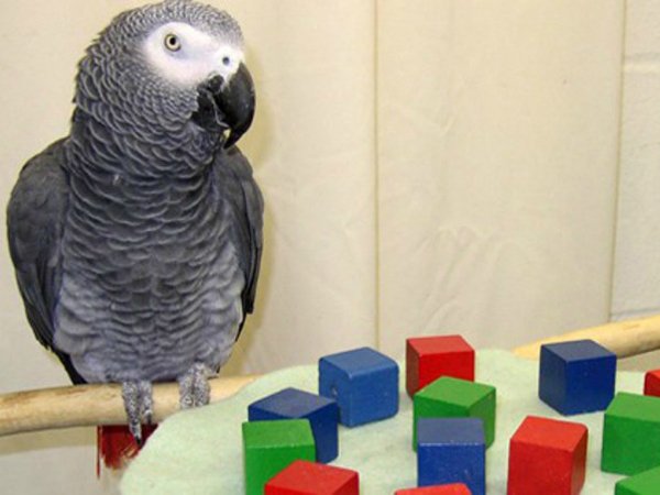 A scientist named Irene Pepperberg kept a parrot for 30 years and trained it to effectively communicate. The parrot, named Alex, was able to answer questions about objects and their size, shape, color and material. Alex even invented his own words. For example, apples were Banerries. He continued to amaze when he became the first animal to ask an existential question about himself.
One day, while learning colors, Alex looked at himself in the mirror and asked “What color?” After repeating the question and getting the answer six times, he learned the color gray.