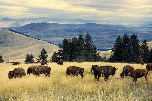 Bison vote on where to migrate. According to a study, European bison face their bodies in the direction they would like to go, and other bisons follow by moving their bodies as well. Once they have a majority, they move in that direction.