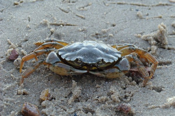 One study published in 2013 found that common shore crabs can feel pain despite people thinking they can’t because of their hard exterior. Researchers administered mild shocks to crabs, who reacted to them. One study even suggests they actually remember the pain.