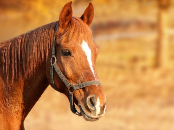 In a recent study researchers had 28 horses look at pictures of humans with different facial expressions. When looking at angry faces, the horses’ heart rates increased. and they were more likely to appear at that picture with their left eye, which is how they typically treat negative stimuli.