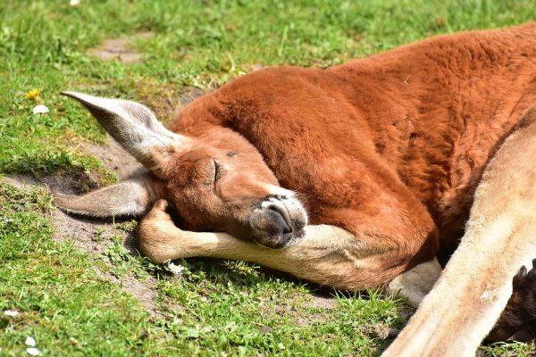 Most kangaroos are left-handed, using their left hand to groom and feed. The reason this is an important discovery for scientists is because it is very similar to how humans have a preferred hand, which suggests that this is something that evolves in mammals.