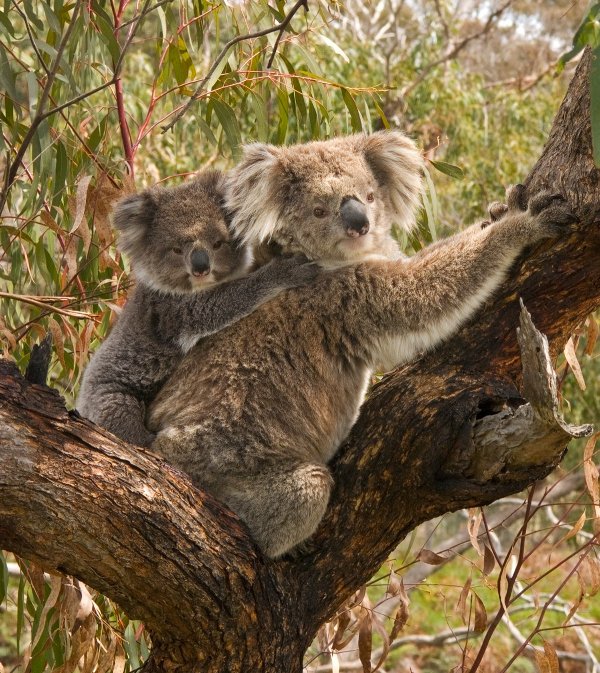 According to a study from the University of Melbourne, koalas hug trees to regulate their body temperature. In hot weather they’re usually found at the bottom of the tree, and in the winter they’re often higher up.