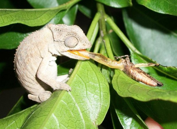 Dr. Christopher Anderson of Brown University studied chameleons. He examined their tongues by slowing down video footage of them, and then measured the length. He learned smallest chameleons have the longest tongues proportional to their body. The average chameleon tongue is two body lengths, but with the smaller ones it’s two and a half.