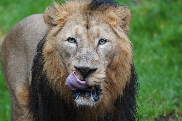 Lion manes are probably for mating purposes. In one study from the 1990s researchers had real lions interact with life-size plush lions. Females were most attracted to the lions with dark manes and male lions tried to fight the lions with blonder or short lanes.