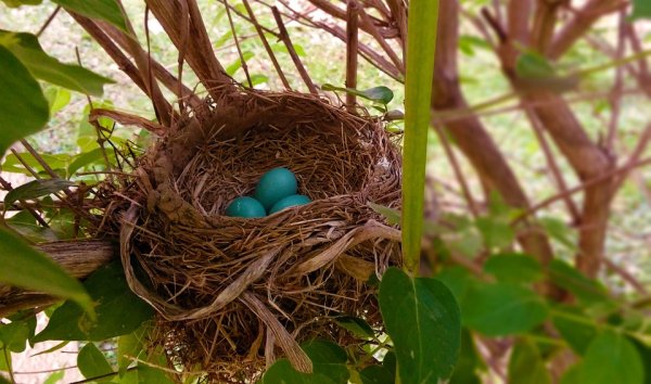 A bird behavior that fascinates researchers is how they treat the eggs of other species. Cowbirds often lay eggs in robin’s nests, only for the eggs to get tossed out by the robins. Researchers have been using fake eggs for years to study this, but more recently they 3D printed an egg that looked like a cowbird, to which the robin did the same exact thing.