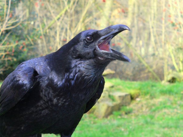 Ravens know when they’re being observed. Scientists kept 10 ravens in rooms connected by windows. Each bird could see one other bird. Later, the windows were replaced with a covering that had a small peephole that could be opened or closed. The ravens later learned what that meant. The researchers found that the birds hid their food faster when the peephole was open relative to when they knew they couldn’t be seen.