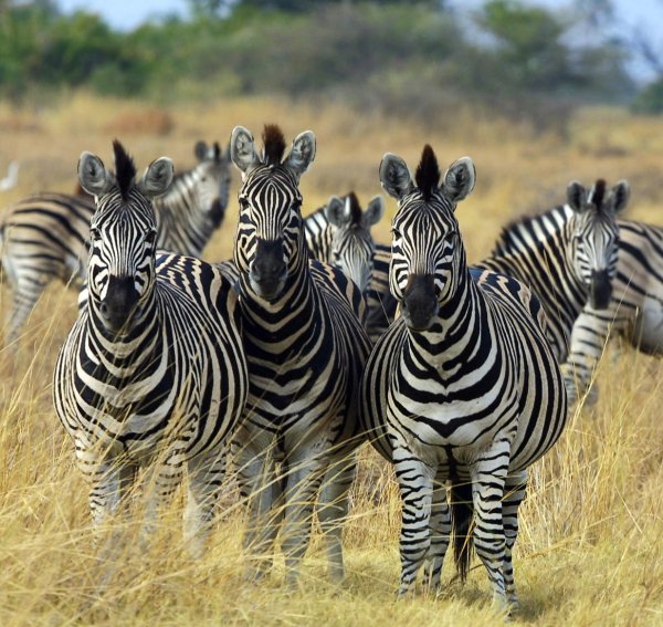 A study from 2015 examined 16 different African zebra populations and found that in warmer places they have more stripes. This made them believe that the stripes actually help the zebras regulate temperature.