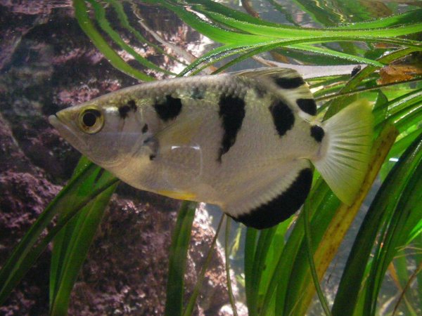 The archer fish catches insects to eat by shooting water at it to make it fall into the water. Researchers at the University of Nuremberg studied how young archer fish acquire the skills to accurately hit their target, which they can do from up to two meters away. They saw that one fish would normally do all of the shooting while the others reaped the benefits, but when that fish was removed, the others could do it just as well, despite having no practice.