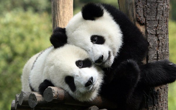 Neuroscientists were curious about why we think pandas are so adorable, so they studied their features, including their large cheeks, button nose, the way they wobble. Experts believe these things remind us of babies, so they’re especially appealing to our human brains.