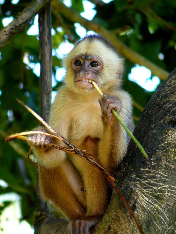 Scientists gave capuchin monkeys silver discs and taught them to treat the discs as currency. They showed them they could use them to upgrade their treats, such as going from a grape to a jello cube, using the tokens. The researchers even made the prices rise and fall, and they found that monkeys would even stock up on the discs when prices dropped, just like humans might do.