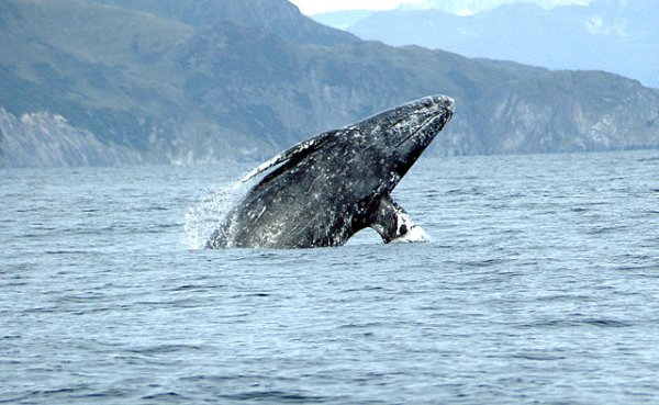 One research involved tracking a 9-year-old grey whale named Varvara. She went all the way from Russia to Baja, California AND back in 172 days, coming in at a total of 14,000 miles.