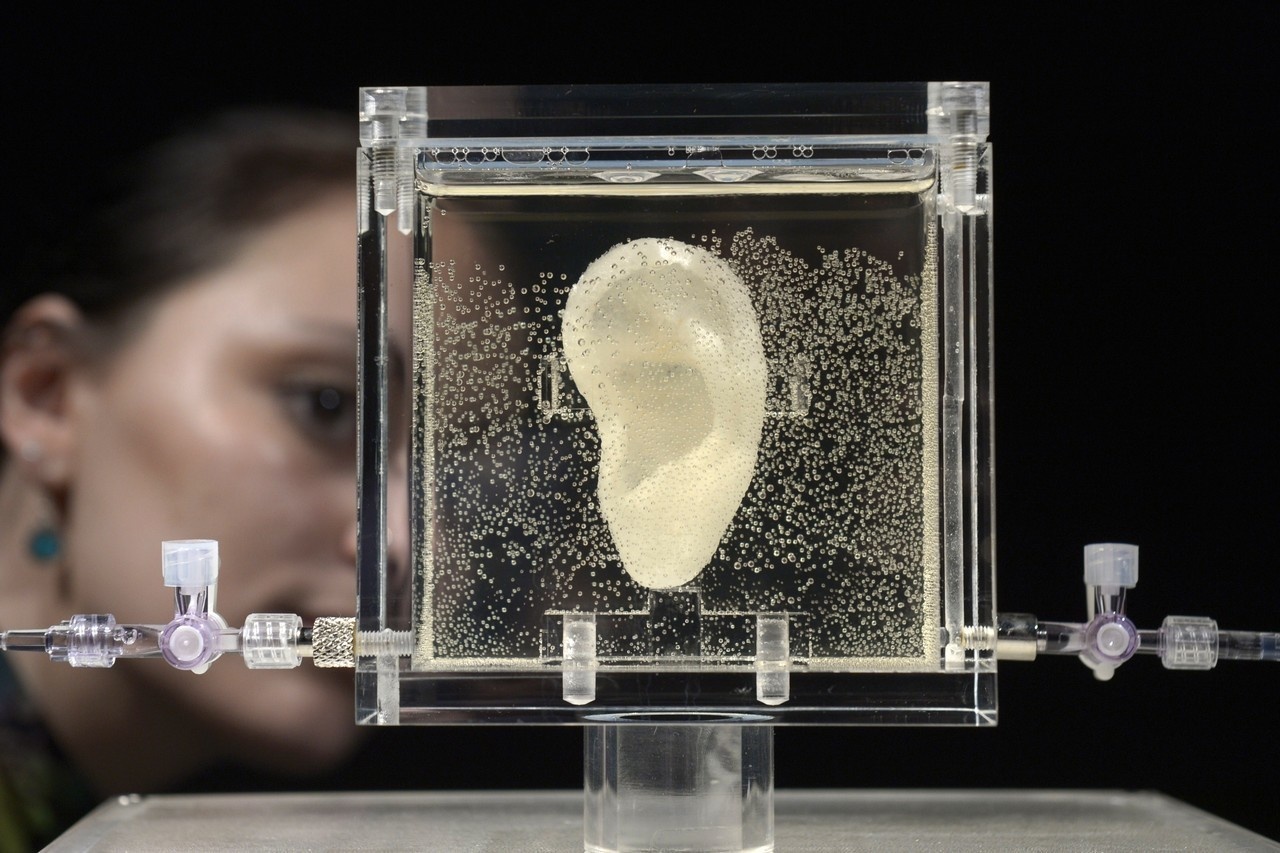 A woman taking a close observation at a 3-D ear, identical in shape of Dutch painter Vincent Van Gogh's severed ear at the ZKM museum in Karlsruhe, Germany.