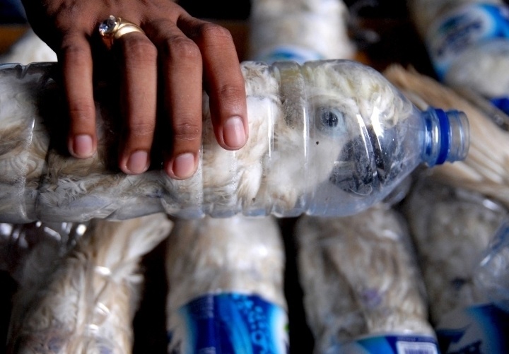 A yellow-crested cockatoo squeezed inside of a water bottle for illegal trade in Surabaya, Indonesia.