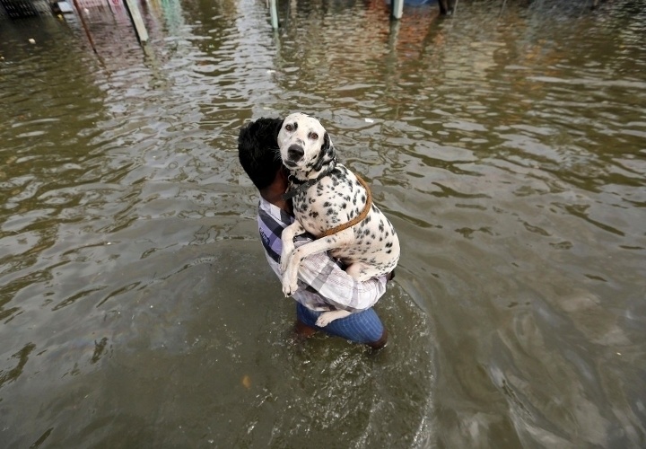 A man carrying his dog through a flooded street in Chennai, India.