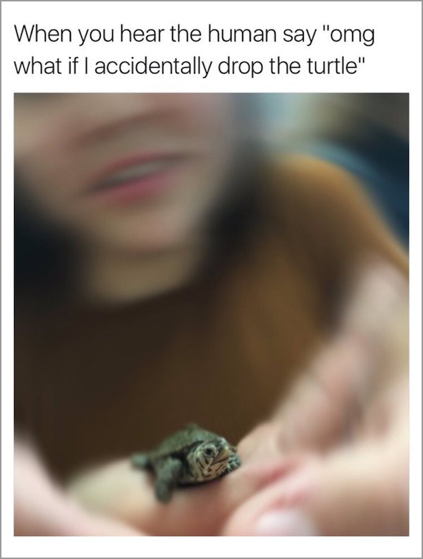 meme stream - nail - When you hear the human say "omg what if I accidentally drop the turtle"