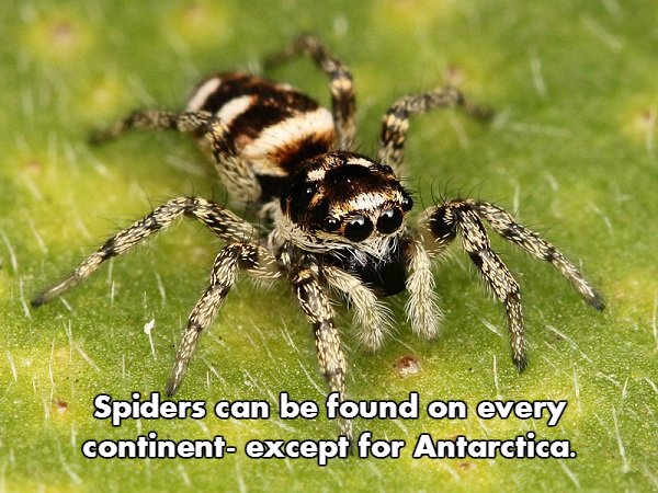 Spider facts are both creepy and fascinating