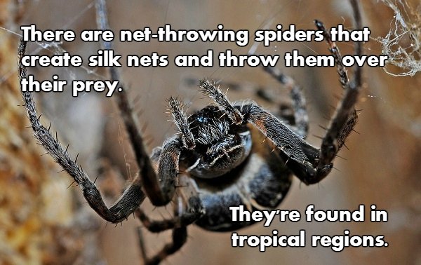 Spider facts are both creepy and fascinating