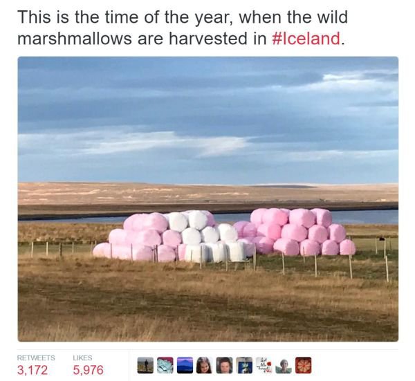 memes  - funny iceland memes - This is the time of the year, when the wild marshmallows are harvested in . 3,172 5,976 Doo