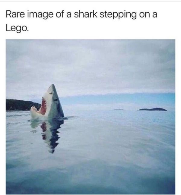 memes  - rare photo of a shark stepping - Rare image of a shark stepping on a Lego.