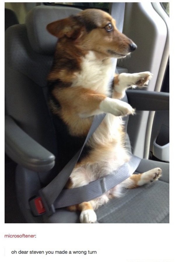 tumblr - corgi in a car seat - microsoftener oh dear steven you made a wrong turn