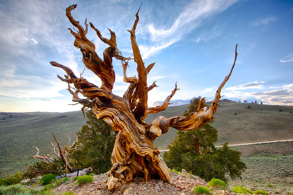 4,800 year old Bristlecone Pine tree in California