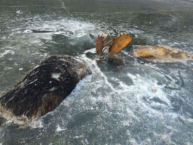 These two big bulls fought until their antlers become locked together and drowned. Now they are frozen in the ice near the western Alaska community of Unalakleet