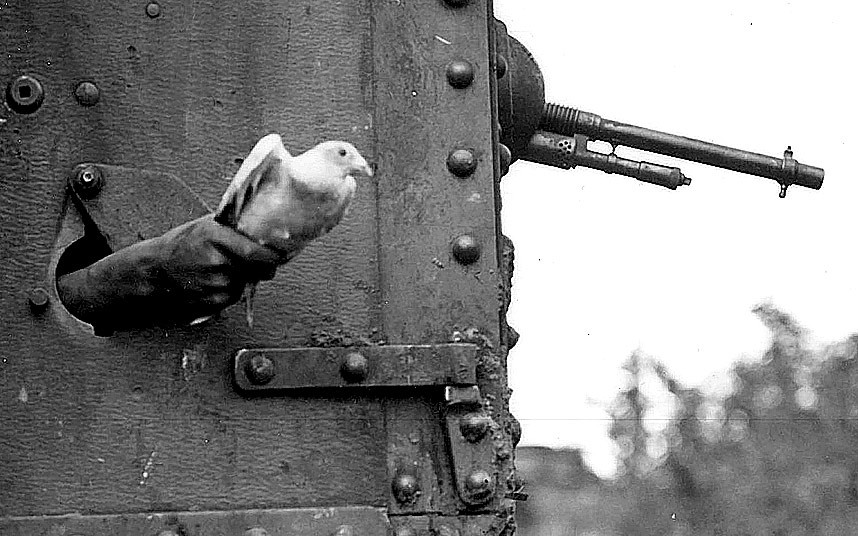 Releasing a messenger pigeon, WW1, 1914