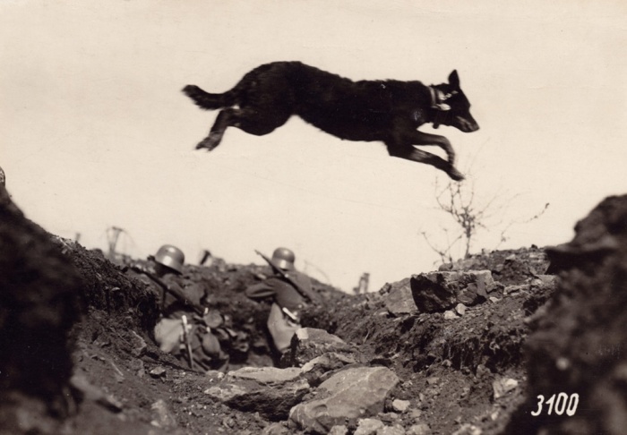 A messenger dog leaps over a German trench during World War 1, 1915