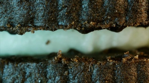 Can you determine what these objects are from incredibly close-up?