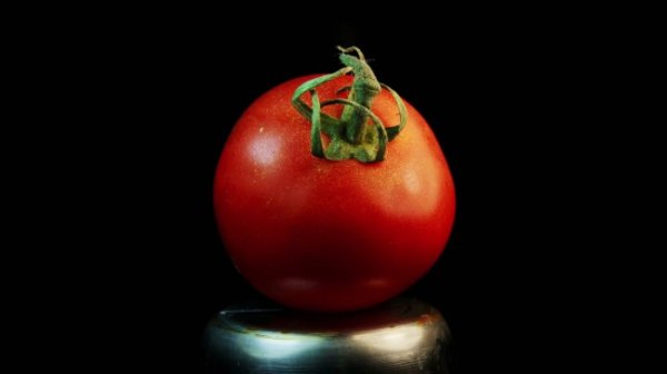 Tomato Stems