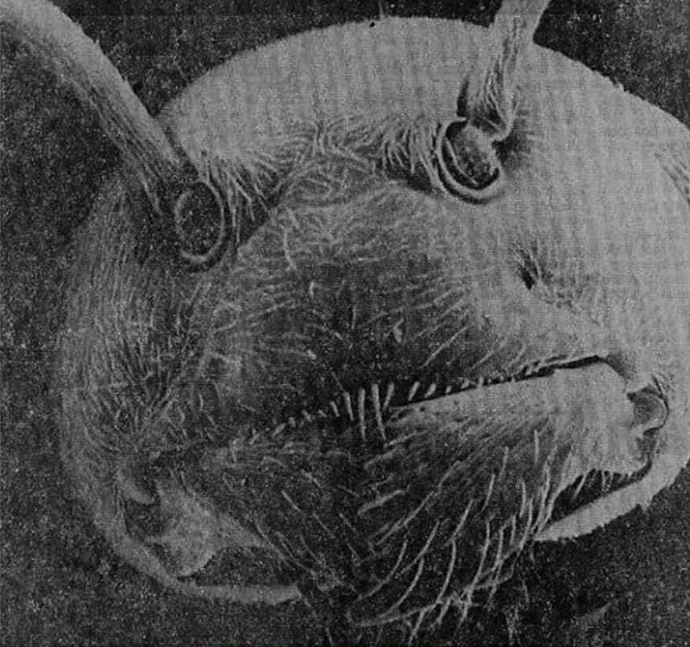 Face of an ant – as seen through an Electron Microscope