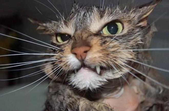 Cats Who Hate Bath Time More Than Anything
