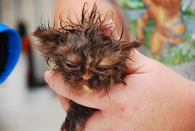 Cats Who Hate Bath Time More Than Anything
